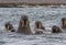 Walruses in a water in Svalbard