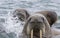 Walruses in a water in Svalbard