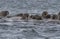 Walruses in a water in Svalbard