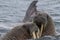 Walruses in a water in Svalbard