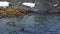 Walruses in wilderness of Russian North aero view on New Earth Vaigach Island.