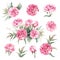 Walter Faxon Peony. Isolated set of vivid pink peonies with double flowers, buds and leaves. Vintage greeting card