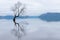 The Wanaka Tree, the most famous willow tree in Lake Wanaka New Zealand