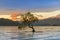 Wanaka tree over Wanaka Lake during sunrise, New Zealand South Island