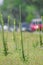 Wand Mullein Verbascum virgatum along a busy Florida roadside