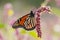 Wanderer or Monarch Butterfly