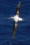 Wandering Albatros