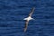 Wandering Albatross