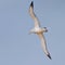 Wandering albatross