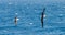 Wandering albatross - the bird with the largest wingspan in the world soars over the blue sea in gliding flight