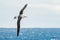 Wandering albatross - the bird with the largest wingspan in the world soars over the blue sea in gliding flight