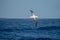 Wandering albatross - the bird with the largest wingspan in the world soars over the blue sea in gliding flight