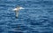 Wandering albatross - the bird with the largest wingspan in the world soars over the blue sea in gliding flight