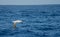 Wandering albatross - the bird with the largest wingspan in the world soars over the blue sea in gliding flight