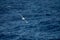 Wandering albatross - the bird with the largest wingspan in the world soars over the blue sea in gliding flight