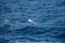 Wandering albatross - the bird with the largest wingspan in the world soars over the blue sea in gliding flight