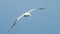 Wandering albatross - the bird with the largest wingspan in the world soars over the blue sea in gliding flight