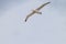 Wandering Albatross comes in for a landing on Prion Island, South Georgia