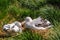 Wandering Albatross Couple