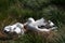 Wandering Albatross Couple