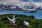 Wandering Albatross Couple