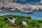 Wandering Albatross Couple on it`s Nest