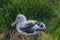 Wandering Albatross Couple on it`s Nest