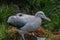 Wandering Albatross Couple on it`s Nest