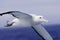 Wandering Albatross in Flight