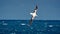 Wandering albatross in flight above the ocean