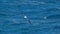 Wandering albatross in flight above the ocean