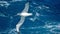 Wandering albatross in flight above the ocean