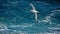 Wandering albatross in flight above the ocean