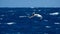 Wandering albatross in flight above the ocean