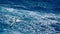 Wandering albatross in flight above the ocean