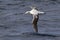 Wandering albatross flying over the waters of the Atlantic