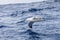 Wandering Albatross gliding at low altitude above ocean water surface, largest wingspan of all birds provides efficient flight,