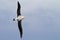 Wandering albatross gliding over the Drake Passage