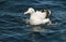 Wandering Albatross, Grote Albatros, Diomedea exulans