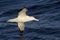 Wandering albatross hovering over the Atlantic Ocean