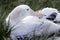 Wandering Albatross on Nest