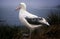 Wandering Albatross, South Georgia