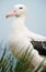 Wandering Albatross, South Georgia