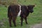 Wandering Belted Galloway Calf on Moorland in England