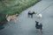 Wandering black dog touches a small domestic Chihuahua with its nose