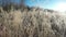 Wandering close to ice and frost covered grass on field in autumn