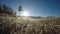 Wandering close to ice and frost covered grass on field in autumn