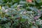 Wandering Dude, Tradescantia zebrina, flowering plants