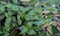 Wandering Dude, Tradescantia zebrina, green and some variegated leaves