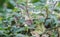 Wandering Dude, Tradescantia zebrina, green and variegated flowering plants